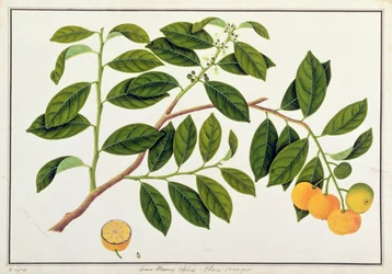 Limo Manies China oder Chinesische Orangen, aus Zeichnungen von Pflanzen aus Malakka, ca. 1805-18